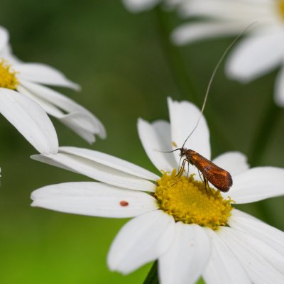 Adela violella (adéla třezalková), Omice