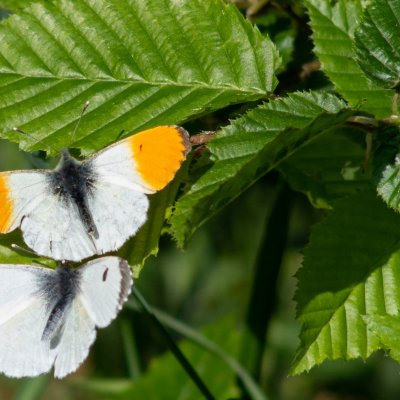 Anthocharis cardamines (bělásek řeřichový), NP Podyjí