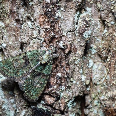 Cryphia algae (šípověnka lipová), Žebětín