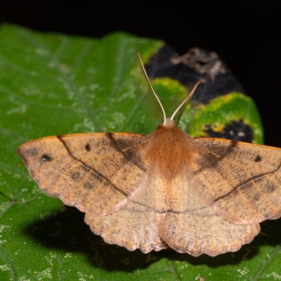 Colotois pennaria (zejkovec pozdní), Žebětín