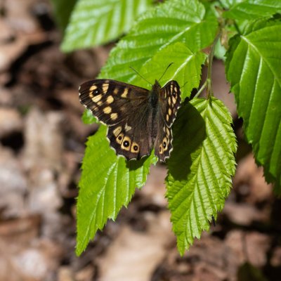 Pararge aegeria (okáč pýrový), Ríšova studánka