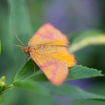 Lythria cruentaria (rudopásník menší) / Lythria purpuraria (rudopásník šťovíkový), Žebětín