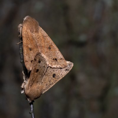 Perigrapha munda (jarnice černoskvrnná), Hády - odkaliště
