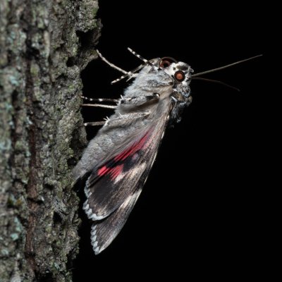 Catocala promissa (stužkonoska úzkopásá), Žebětín