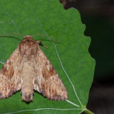 Apamea sublustris (šedavka žlutá), Hády - lesní lom