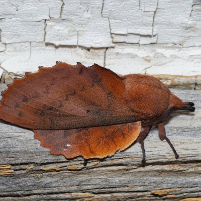 Gastropacha quercifolia (bourovec ovocný), SK, Štôla