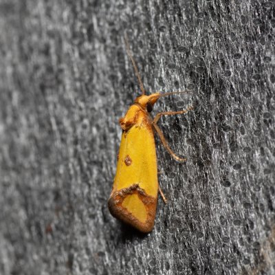 Agapeta zoegana (obalečík kroužkovaný), Lysá hora u Ochozu