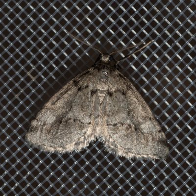 Tephronia sepiaria (tmavoskvrnáč žlutohnědý), GR, Myrtidion monastery, Korfu