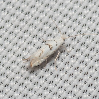 Phyllonorycter abrasella (-), Hády