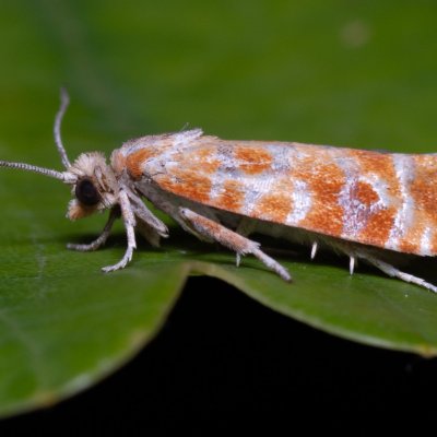 Rhyacionia pinicolana (obaleč sosnový), Zbýšovská halda