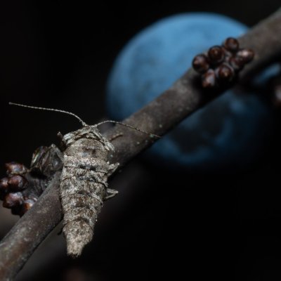 Agriopis bajaria (tmavoskvrnáč třešňový), PR Kamenný vrch
