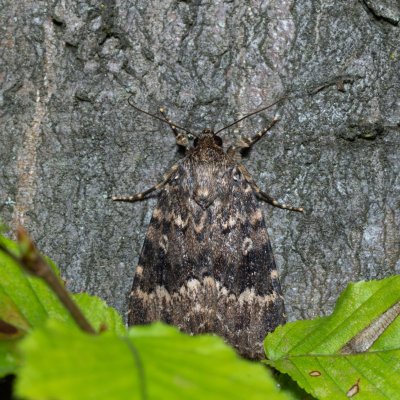 Amphipyra berbera (blýskavka doubravní), Březina