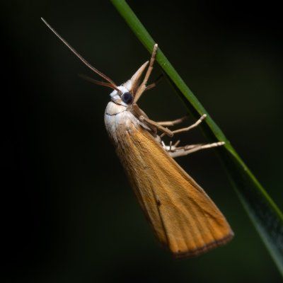 Xanthocrambus saxonellus (-), Hády