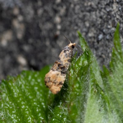  Thyraylia nana (-), Kývalka