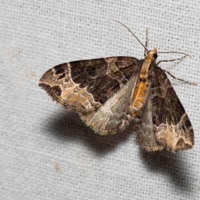 Ecliptopera capitata (píďalka žlutohlavá), Kateřinská jeskyně