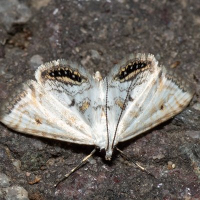 Cataclysta lemnata (vílenka okřehková), mokřad u Sedlece