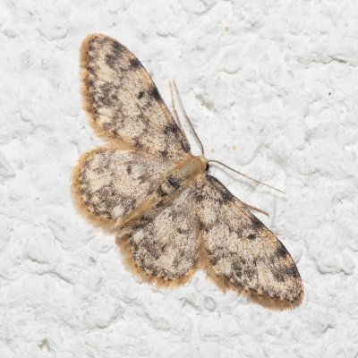 Idaea contiguaria (žlutokřídlec skalní), IT, Pfelders - Plan, Jižní Tyrolsko