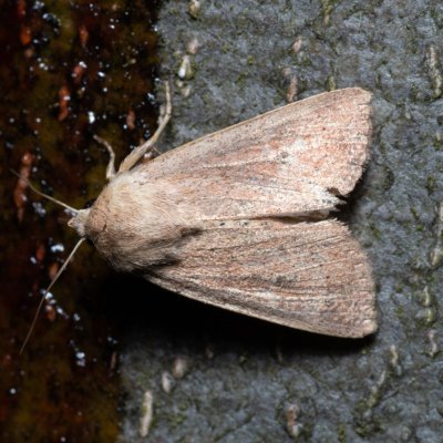 Mythimna ferrago (plavokřídlec bledoskvrnný), Březina