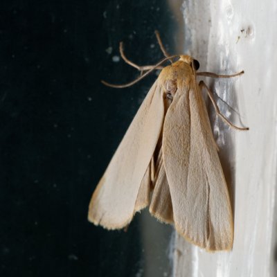 Eilema depressa (lišejníkovec žlutokrajný), SK, Štôla