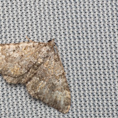 Coenotephria salicata (píďalka siřišťová), NPR Mohelenská hadcová step