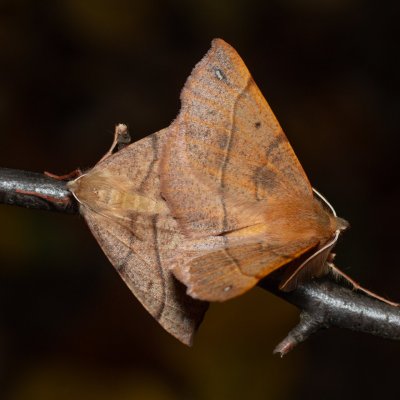 Colotois pennaria (zejkovec pozdní), Žebětín