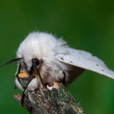 Spilosoma lubricipeda (přástevník mátový), Kobylí