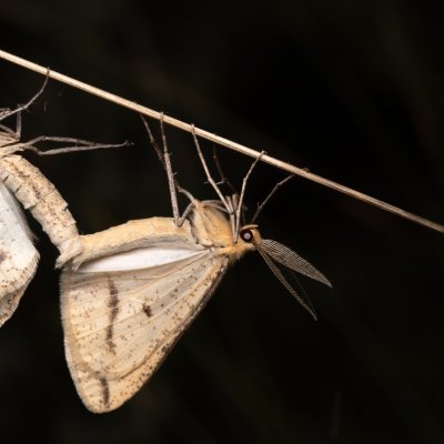 Aspitates gilvaria (-), PP Černice