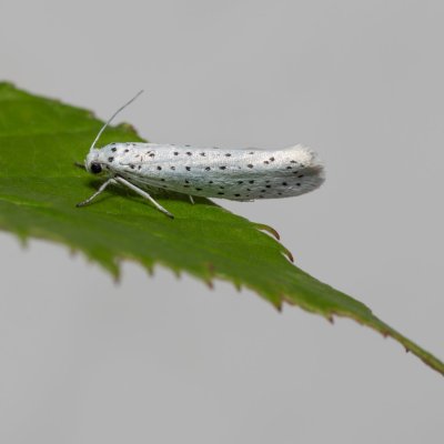 Yponomeuta evonymella (předivka zhoubná), Říčky
