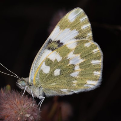 Pontia edusa (bělásek rezedkový), NPP Váté písky