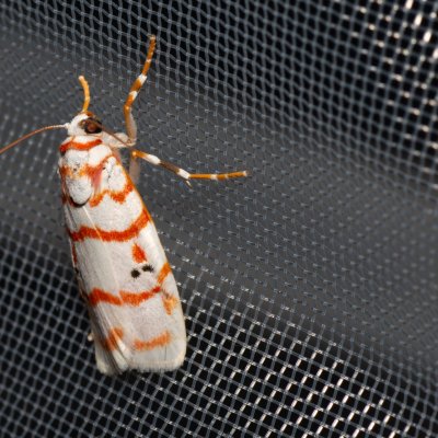 Cyana sp., TH, Khao Sok