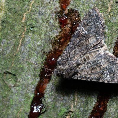 Mamestra brassicae (můra zelná), Březina