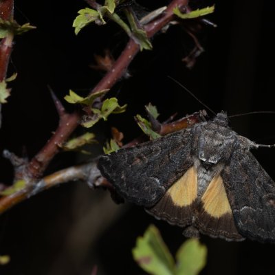 Thalpophila matura (blýskavka travní), PP Na cvičišti