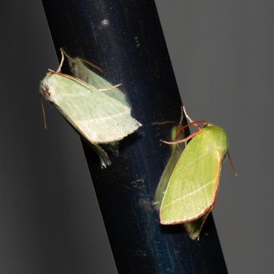 Pseudoips prasinana (zeleněnka buková), Kývalka