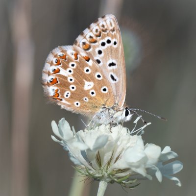 Polyommatus coridon (modrásek vikvicový), PP Černice