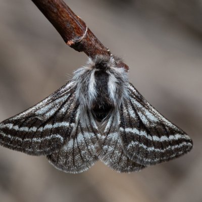 Lycia zonaria (drsnokřídlec bělopásný), PP Člupy