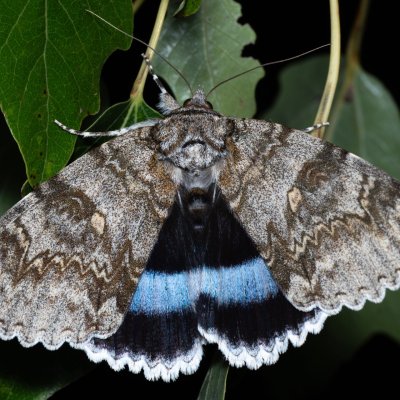 Catocala fraxini (stužkonoska modrá), Bratčice