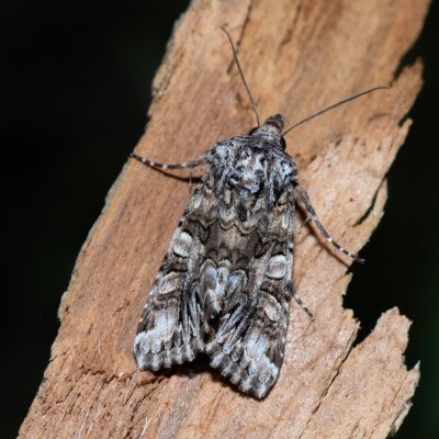 Hadena silenes (můra pestrokřídlá), Havranické vřesoviště
