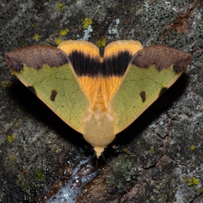 Ophiusa tirhaca (hnědopáska pistáciová), HR, Jablanac