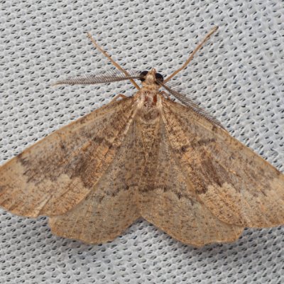 Pungeleria capreolaria (tmavoskvrnáč jedlový), NPR Radostínské rašeliniště