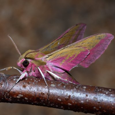 Deilephila elpenor (lišaj vrbkový), Devět křížů