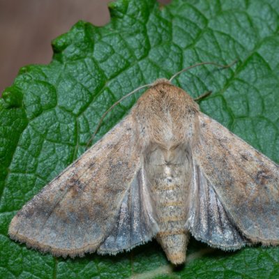 Helicoverpa armigera (černopáska bavlníková), Kývalka