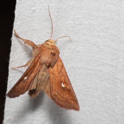 Mythimna conigera (plavokřídlec skořicový), Devět křížů