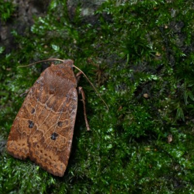 Conistra vaccinii (zimovnice brusnicová), Kývalka