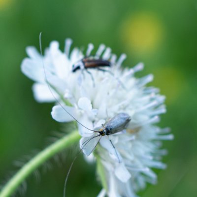 Adelidae sp., PR Kamenný vrch
