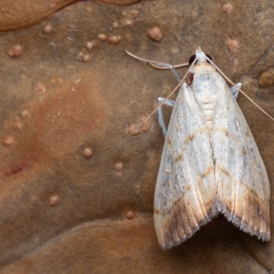 Evergestis extimalis (zavíječ šešulový), NPP Váté písky