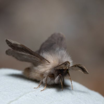 Megalophanes sp., Hády