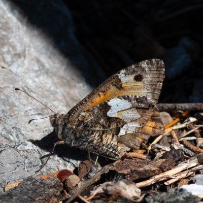 Hipparchia semele (okáč metlicový), HR, Jablanac