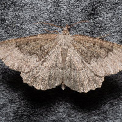 Gnophos furvata (šerokřídlec jitrocelový), Březina