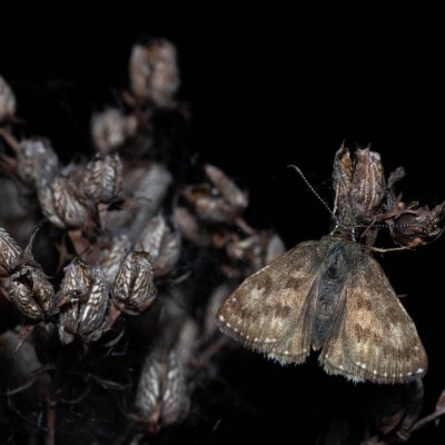 Erynnis tages (soumračník máčkový), PR Kamenný vrch