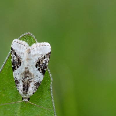 Pseudeustrotia candidula (světlopáska bělavá), Podkomorské lesy